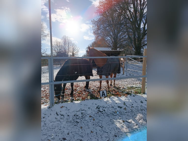 Trotón alemán Caballo castrado 23 años 155 cm Castaño in Bayreuth