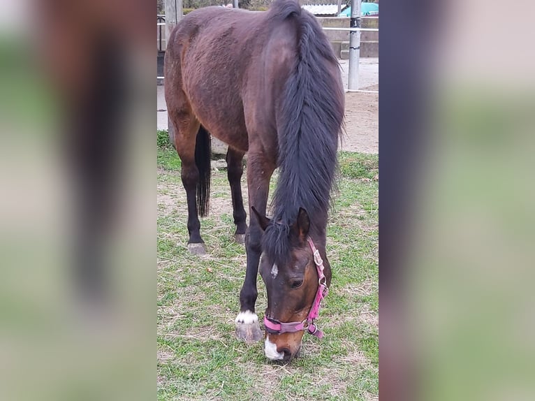 Trotón alemán Caballo castrado 23 años 155 cm Castaño in Bayreuth