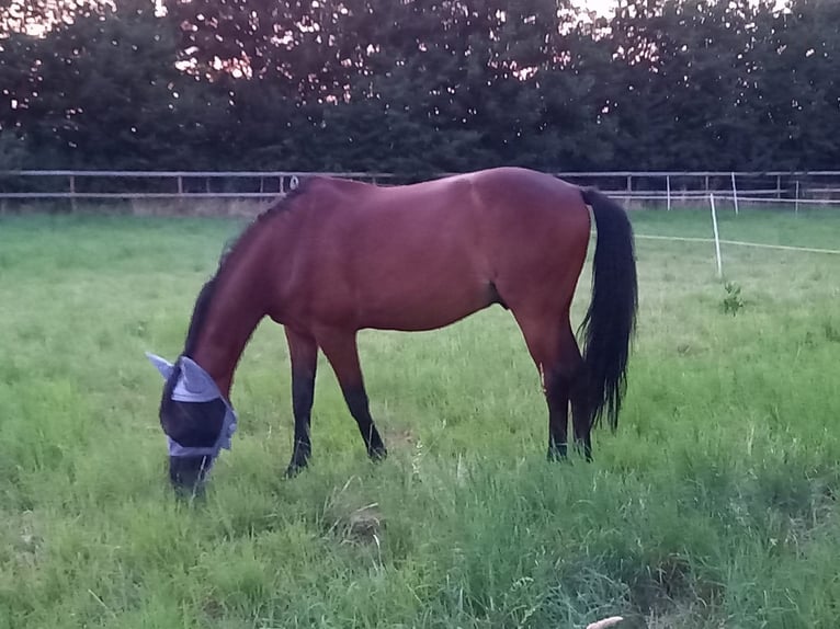 Trotón alemán Caballo castrado 24 años 160 cm Castaño in M&#xFC;nstermaifeld