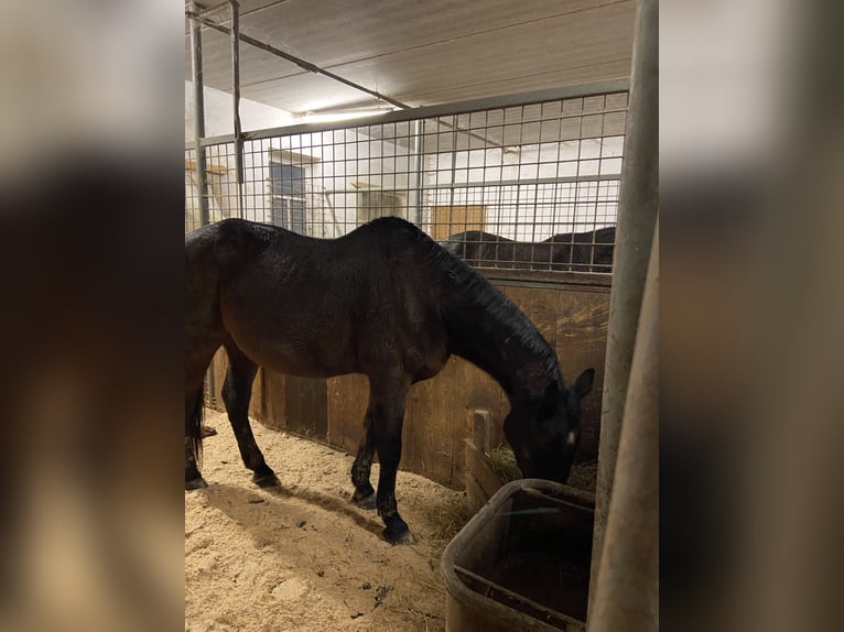 Trotón alemán Caballo castrado 24 años Castaño oscuro in Eberndorf