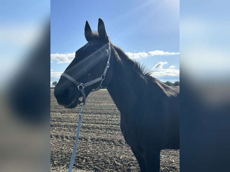 Trotón alemán Caballo castrado 26 años 165 cm Castaño in Rheurdt