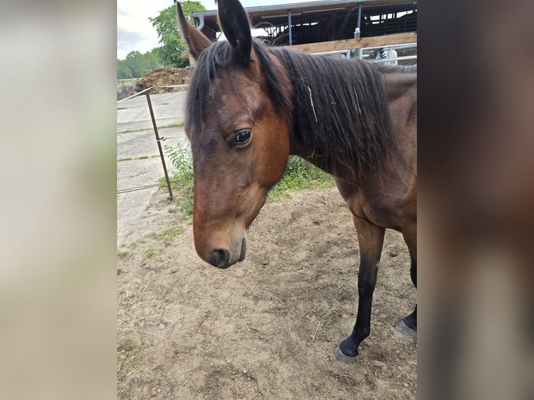 Trotón alemán Caballo castrado 2 años 140 cm Castaño oscuro in Gütersloh