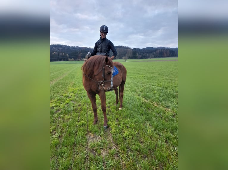 Trotón alemán Caballo castrado 3 años 160 cm Alazán in Bruckmühl