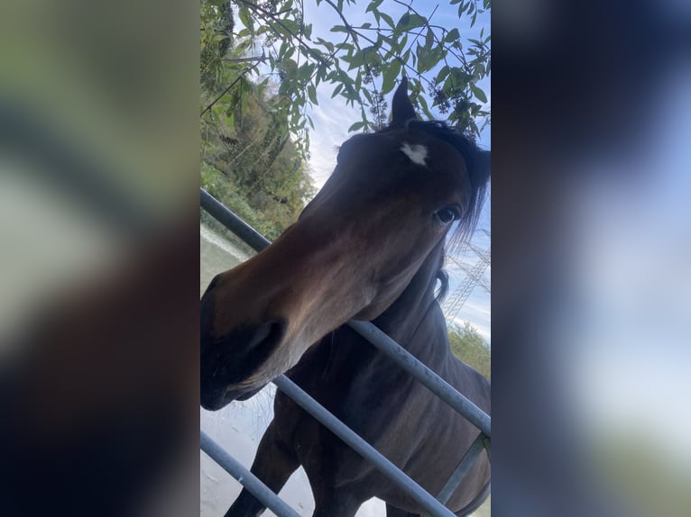 Trotón alemán Caballo castrado 3 años 163 cm Castaño in Gelsenkirchen