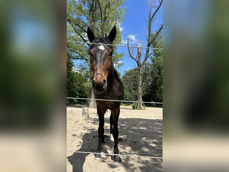 Trotón alemán Caballo castrado 3 años 163 cm Castaño in Gelsenkirchen