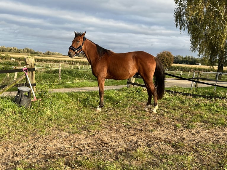 Trotón alemán Caballo castrado 3 años 164 cm Castaño in Tolkamer