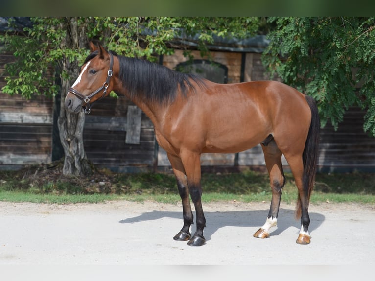 Trotón alemán Caballo castrado 4 años 162 cm Castaño in Sauerlach