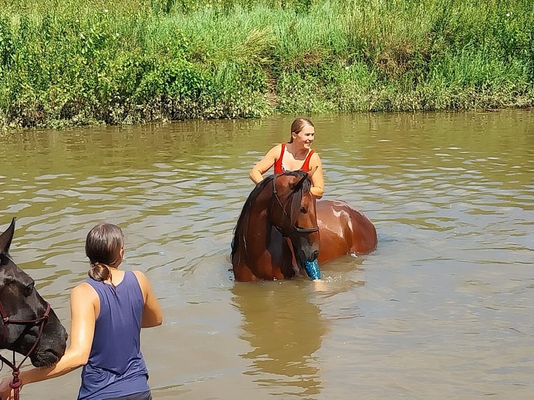 Trotón alemán Caballo castrado 4 años 164 cm Castaño in Enger