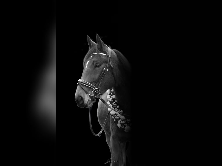 Trotón alemán Caballo castrado 4 años 165 cm Castaño in Pößneck