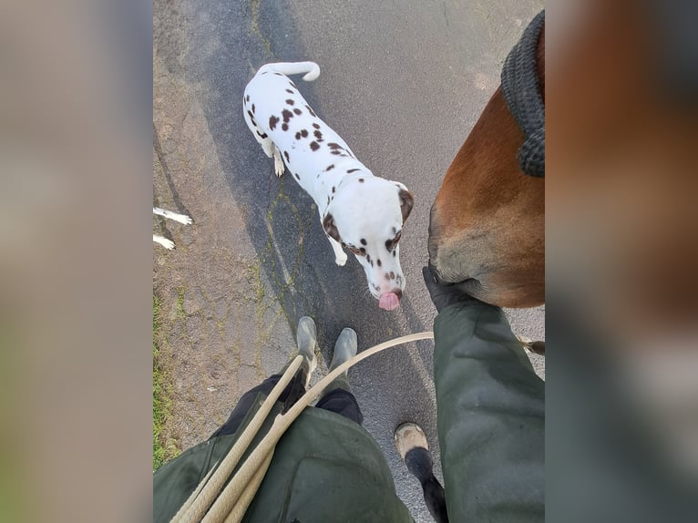 Trotón alemán Caballo castrado 4 años 166 cm Castaño claro in Bünde