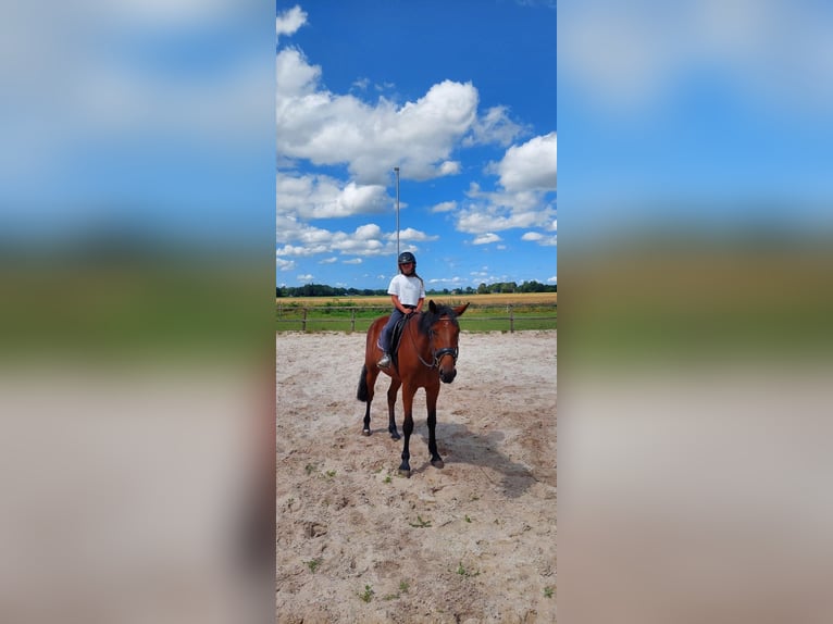 Trotón alemán Caballo castrado 4 años 174 cm Castaño in Midwolda