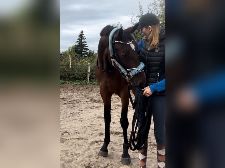 Trotón alemán Caballo castrado 4 años Castaño in Rosenau