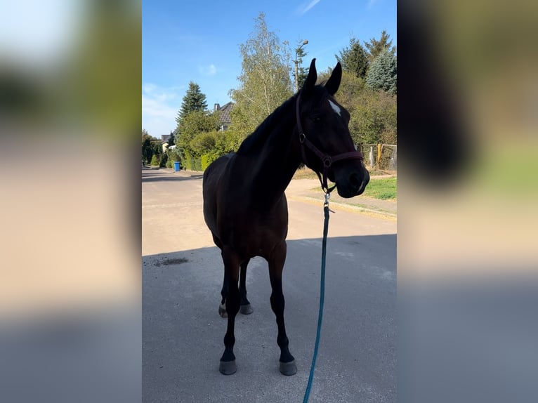 Trotón alemán Caballo castrado 4 años Castaño in Rosenau