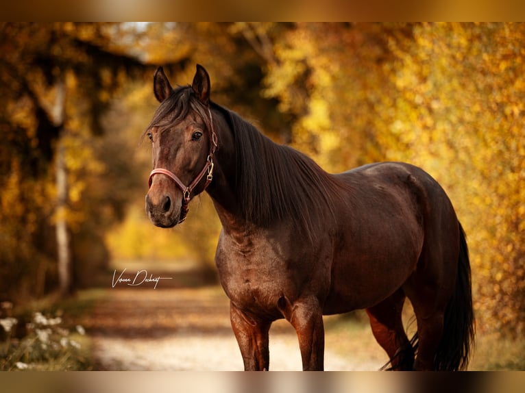 Trotón alemán Caballo castrado 5 años 152 cm Castaño in Baierbach