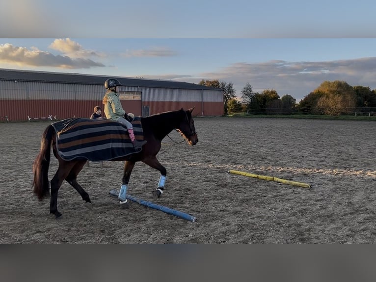 Trotón alemán Caballo castrado 5 años 158 cm Castaño in Elmenhorst