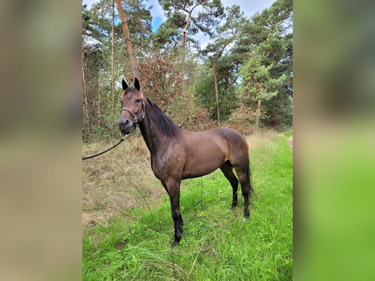 Trotón alemán Caballo castrado 5 años 163 cm Castaño oscuro in Kevelaer