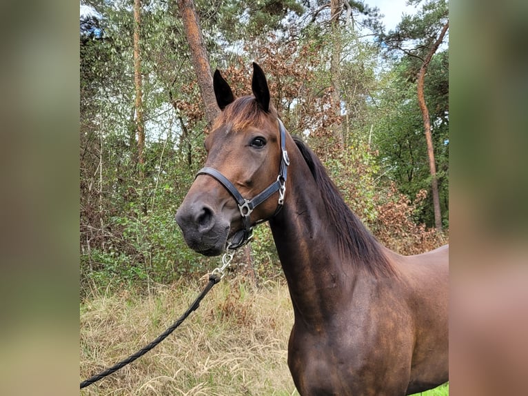 Trotón alemán Caballo castrado 5 años 163 cm Castaño oscuro in Kevelaer