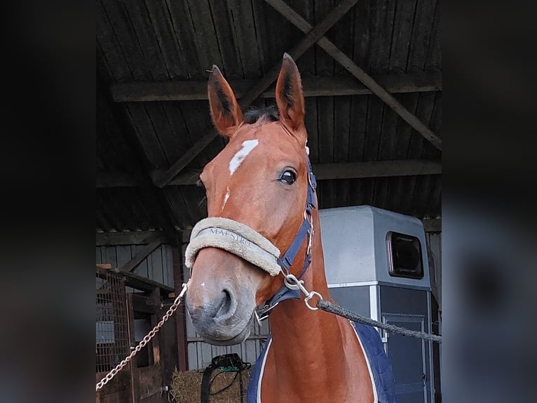 Trotón alemán Caballo castrado 5 años 164 cm Castaño in Tolkamer