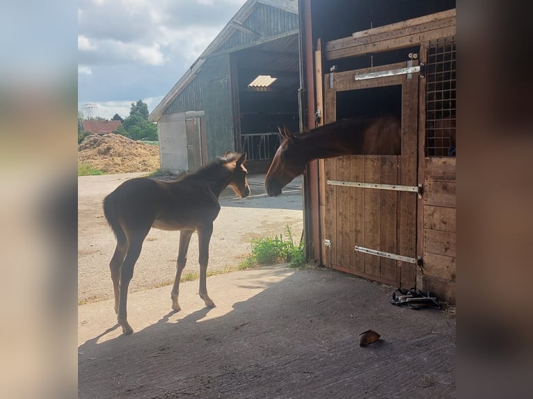 Trotón alemán Caballo castrado 5 años 164 cm Castaño in Tolkamer