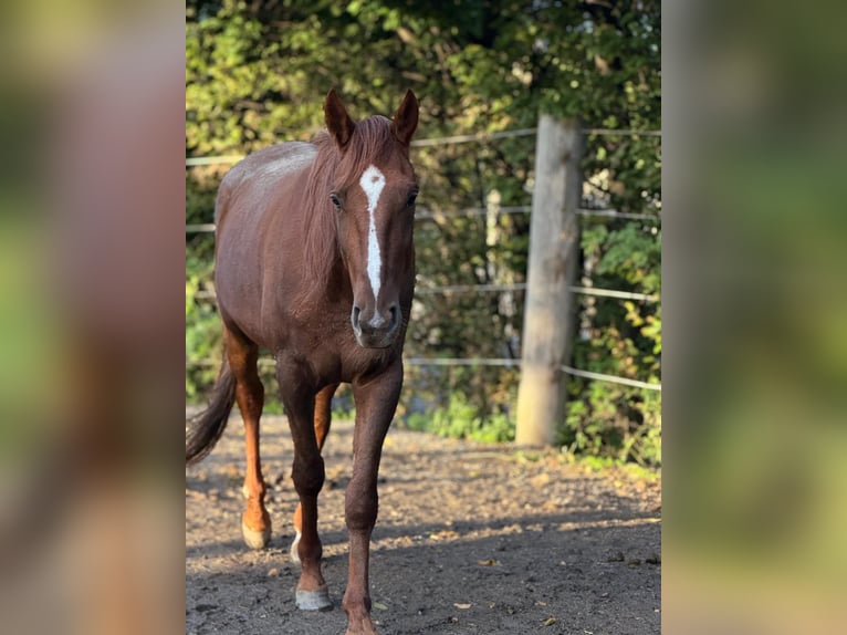 Trotón alemán Caballo castrado 5 años 165 cm Alazán in Kolsass
