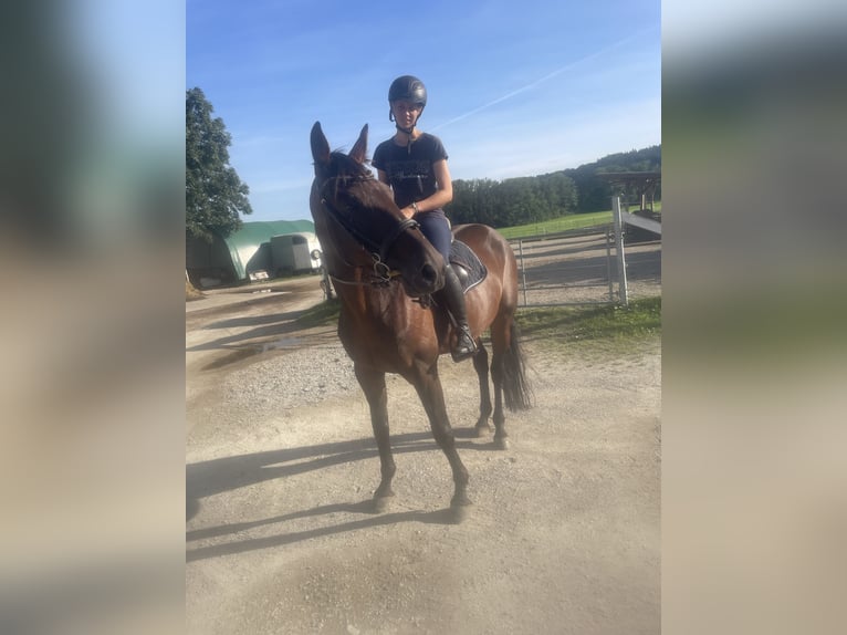 Trotón alemán Caballo castrado 5 años 165 cm Castaño in Bruckm&#xFC;hl
