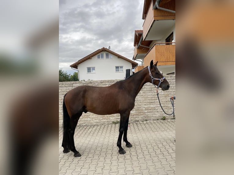 Trotón alemán Caballo castrado 5 años 165 cm Castaño in Bruckm&#xFC;hl