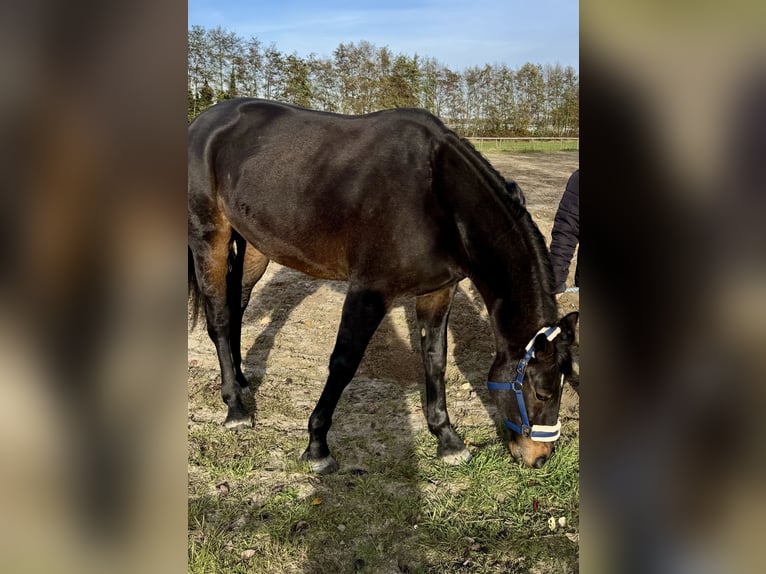 Trotón alemán Caballo castrado 5 años 165 cm Castaño oscuro in Geldern