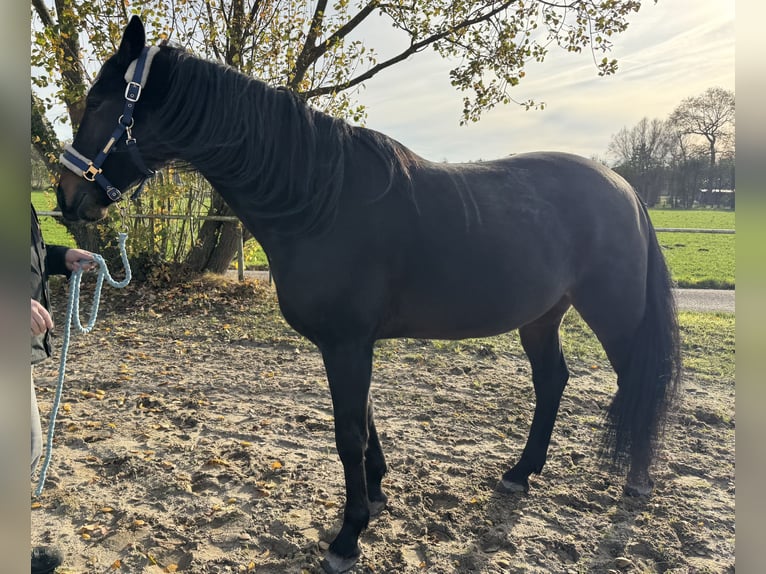 Trotón alemán Caballo castrado 5 años 165 cm Castaño oscuro in Geldern