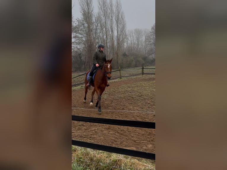 Trotón alemán Caballo castrado 5 años 167 cm Castaño in Tolkamer