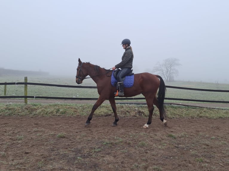 Trotón alemán Caballo castrado 5 años 167 cm Castaño in Tolkamer