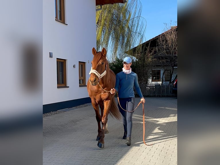 Trotón alemán Caballo castrado 6 años 160 cm Alazán in Bruckmühl