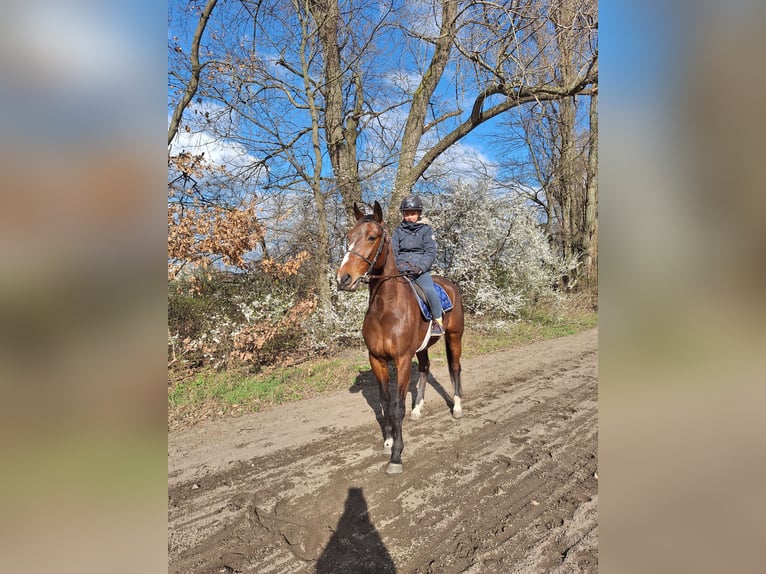 Trotón alemán Caballo castrado 6 años 160 cm Castaño in Berlin