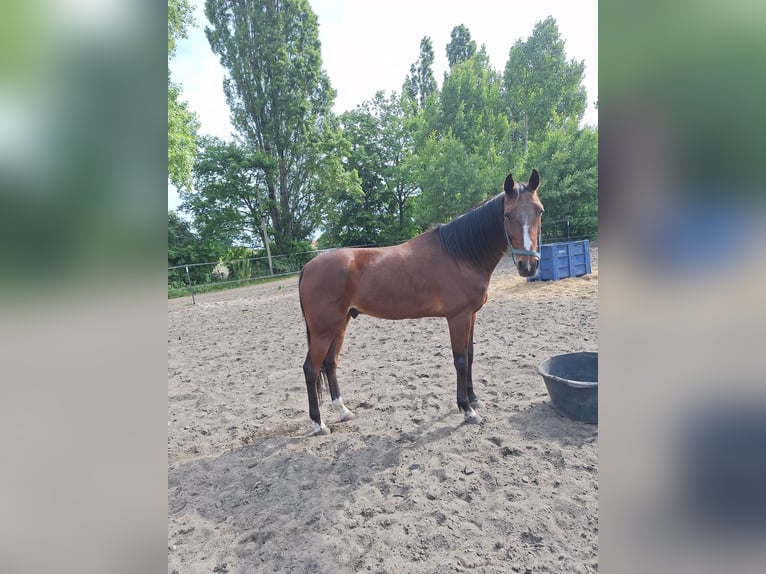 Trotón alemán Caballo castrado 6 años 160 cm Castaño in Berlin