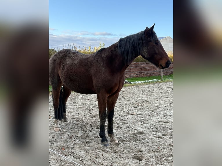 Trotón alemán Caballo castrado 6 años 160 cm Castaño in Weert