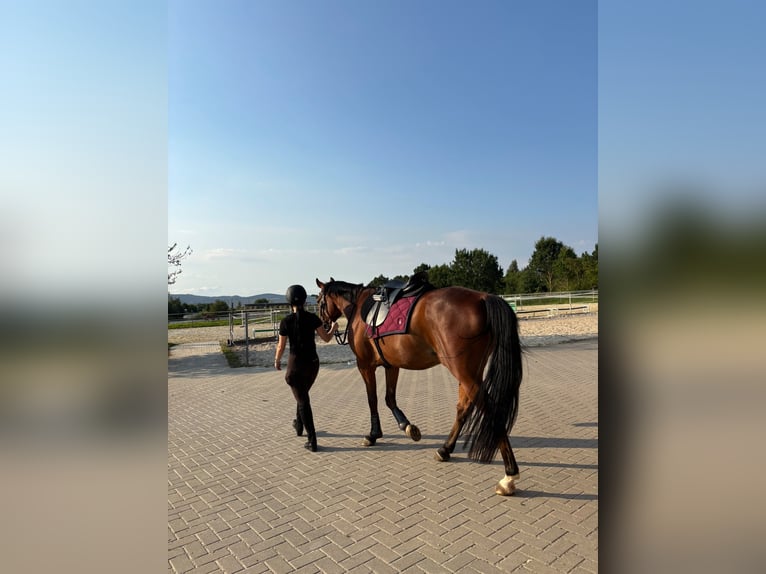 Trotón alemán Caballo castrado 6 años 162 cm Castaño in Osterode am Harz