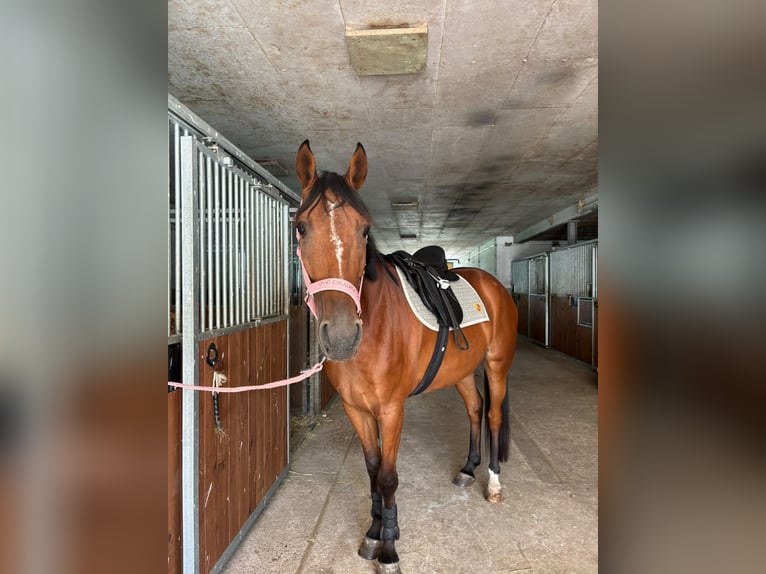 Trotón alemán Caballo castrado 6 años 162 cm Castaño in Osterode am Harz