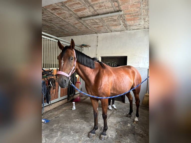 Trotón alemán Caballo castrado 6 años 162 cm Castaño in Osterode am Harz