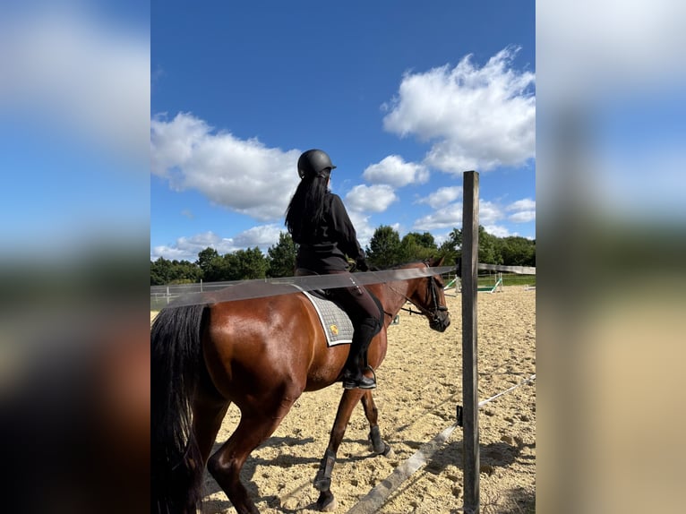 Trotón alemán Caballo castrado 6 años 162 cm Castaño in Osterode am Harz
