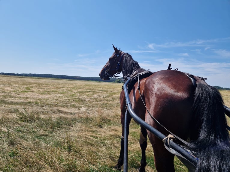 Trotón alemán Caballo castrado 6 años 165 cm Castaño in Neritz