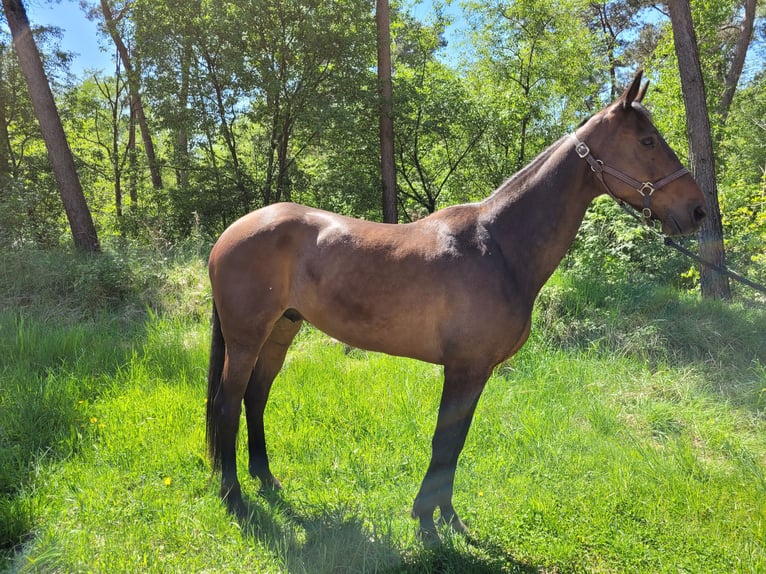 Trotón alemán Caballo castrado 6 años 165 cm Castaño in Kevelaer
