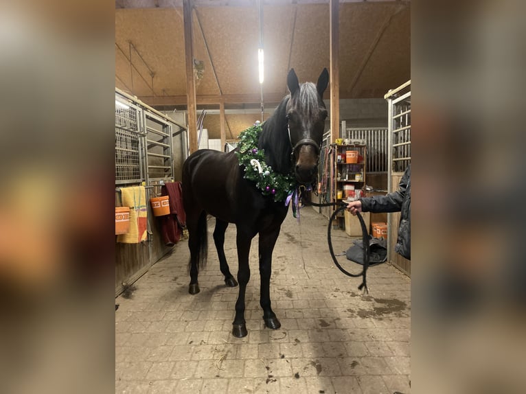 Trotón alemán Caballo castrado 6 años 165 cm Castaño oscuro in München