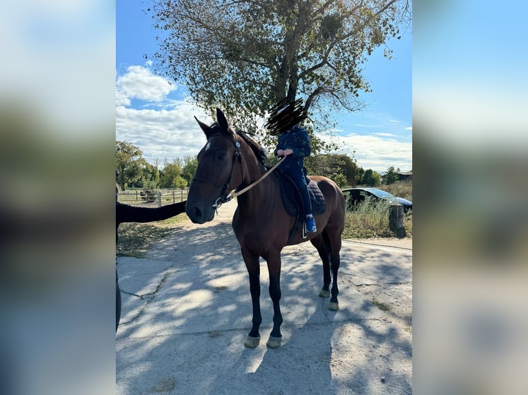 Trotón alemán Caballo castrado 6 años 165 cm Castaño oscuro in Neuenhagen