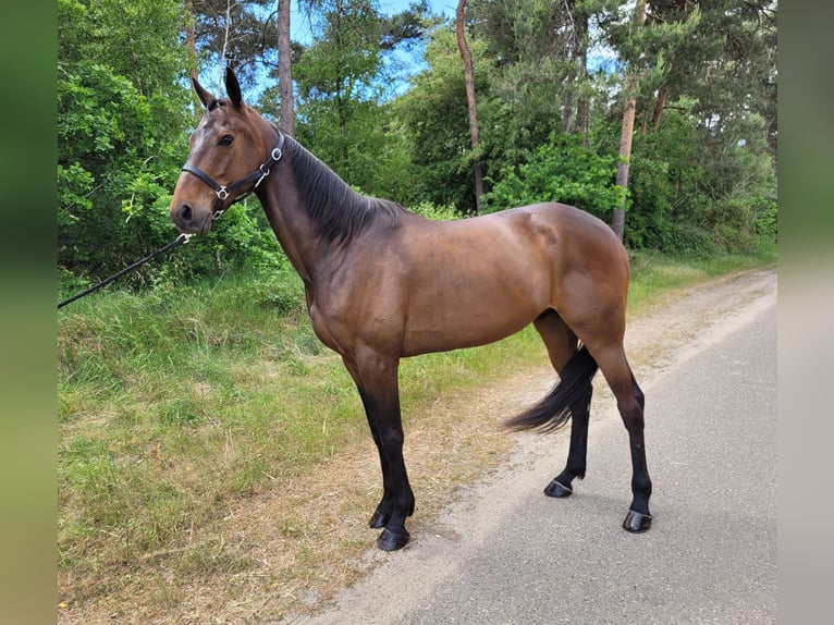 Trotón alemán Caballo castrado 6 años 166 cm Castaño in Kevelaer