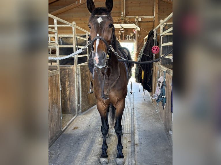 Trotón alemán Caballo castrado 6 años 169 cm Castaño oscuro in Bruckmühl