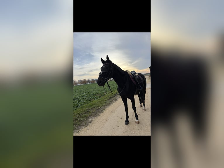Trotón alemán Caballo castrado 7 años 155 cm Negro in Stei&#xDF;lingen