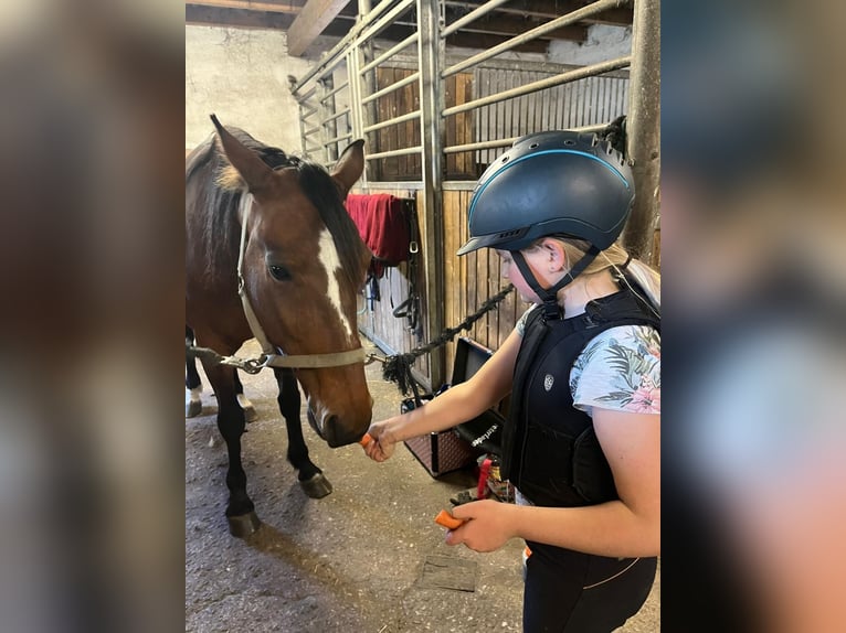 Trotón alemán Caballo castrado 7 años 157 cm Castaño in Bruckmühl
