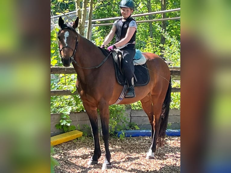 Trotón alemán Caballo castrado 7 años 157 cm Castaño in Bruckmühl
