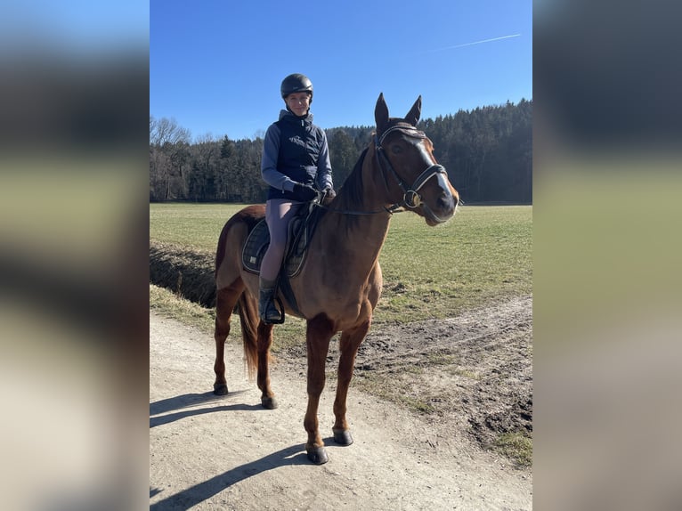 Trotón alemán Caballo castrado 7 años 160 cm Alazán in Bruckm&#xFC;hl