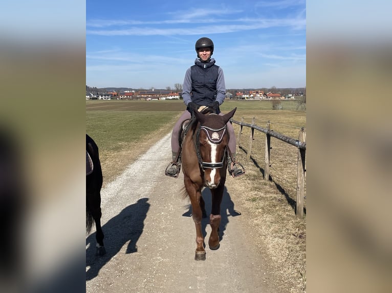 Trotón alemán Caballo castrado 7 años 160 cm Alazán in Bruckm&#xFC;hl