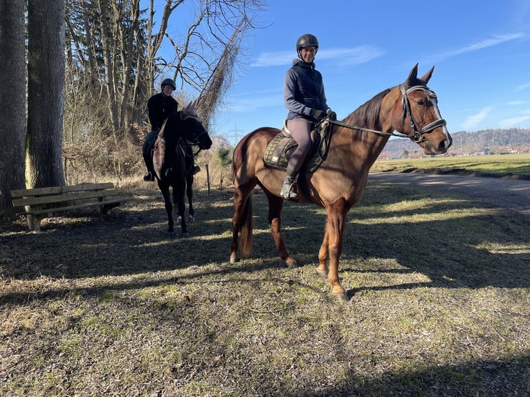 Trotón alemán Caballo castrado 7 años 160 cm Alazán in Bruckm&#xFC;hl